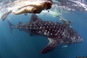 DONSOL, PHILIPPINES: Tourists follow a huge whale shark, nearly 6 meters (20 feet) long, swimming near the surface of the plankton-rich water of Donsol, 24 May 2007. The whale sharks (scientific name: Rhinchodon typus) have been slaughtered for its meat in some other parts of the country before, but environmentalist came to the rescue of the endangered giant fish and developed an eco tourism program for Donsol, turning what was once a backward fishing town in the eastern Philippines into a prime tourist spot offering visitors a swim with the whale sharks and transforming local fishermen into whale spotters, dive guides and whale protectors. AFP PHOTO/SCOTT TUASON (Photo credit should read SCOTT TUASON/AFP/Getty Images)